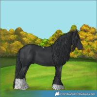 Horse Color:Black Tobiano 