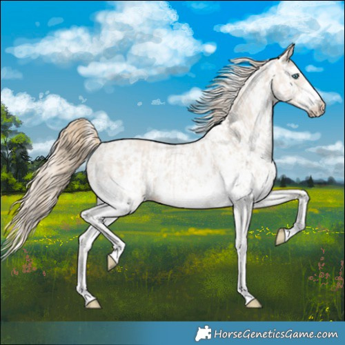 Horse Color:Smoky Creme Sabino and Smoky Creme Sabino Appaloosa