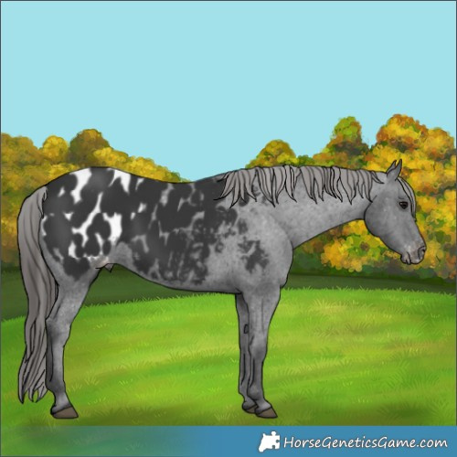 Horse Color:Black Blanket 