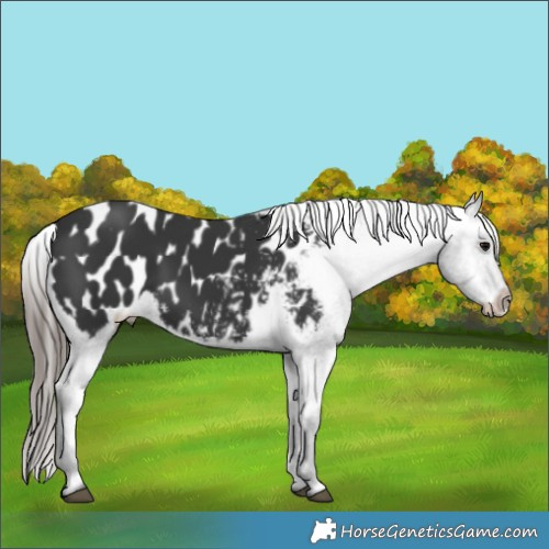 Horse Color:Black Appaloosa 