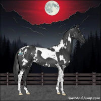 Horse Color:White Spotted Black Tobiano 