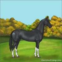 Horse Color:Black Tobiano 