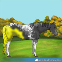 Horse Color:Black Tobiano 