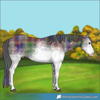 Horse Color:Nacre Plaid  White Spotted Black 