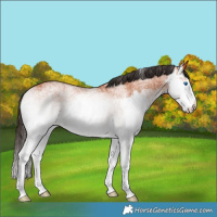 Horse Color:White Spotted Black Splash  and White Spotted Bay Splash 