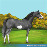 Horse Color:White Spotted Black Sabino Frame 
