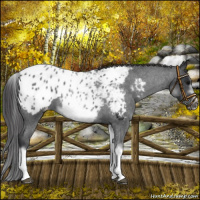 Horse Color:White Spotted Blue Roan Splash Frame Appaloosa 