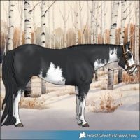 Horse Color:White Spotted Black 