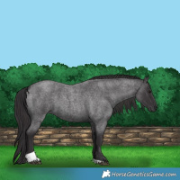 Horse Color:Smoky Blue Roan Tobiano 