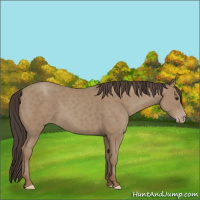 Horse Color:Classic Champagne 