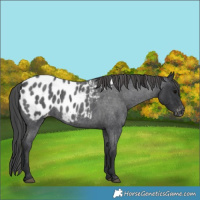 Horse Color:Blue Roan Appaloosa 