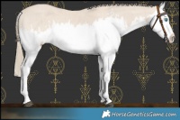 Horse Color:Smoky Creme Splash  and Smoky Creme Splash 