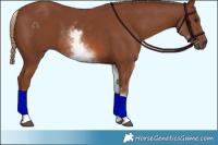 Horse Color:White Spotted Chestnut Sabino 