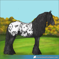 Horse Color:Black Appaloosa 