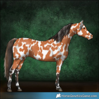 Horse Color:Bay Near Leopard
