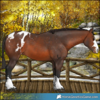 Horse Color:Brown Appaloosa