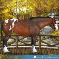 Horse Color:Brown Appaloosa 