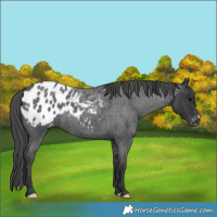 Horse Color:Blue Roan Appaloosa 