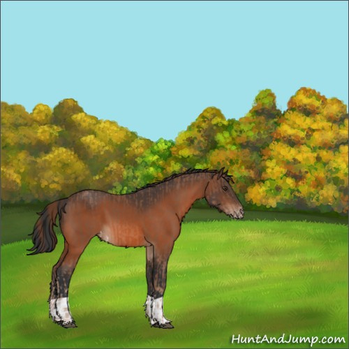 Horse Color:Chestnut Appaloosa  and Bay Appaloosa 