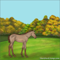 Horse Color:Red Dun 