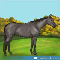 Horse Color:Smoky Grullo