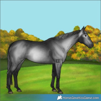 Horse Color:Gray Black 