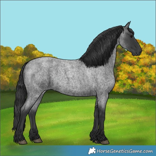 Horse Color:Blue Roan 