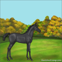 Horse Color:Blue Roan 