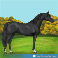 Horse Color:Black 