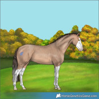 Horse Color:Amber Champagne Splash 
