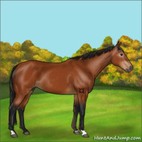Horse Color:Gray Bay 