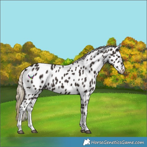 Horse Color:Liver Chestnut Tobiano Appaloosa 