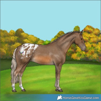 Horse Color:Chocolate Palomino Tobiano Appaloosa 