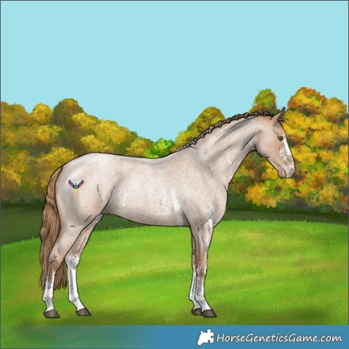 Horse Color:Blue Roan Pearl Sabino 