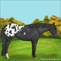 Horse Color:Black Appaloosa