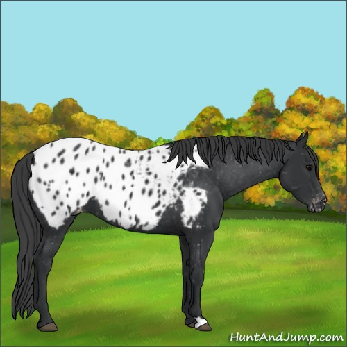Horse Color:Black Appaloosa 