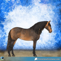 Horse Color:Buckskin 