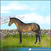 Horse Color:Buckskin 