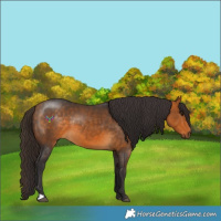 Horse Color:Buckskin 