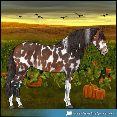 Horse Color:Bay Tobiano Appaloosa 
