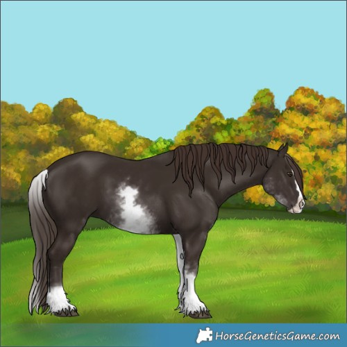 Horse Color:White Spotted Liver Chestnut Splash 