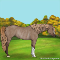 Horse Color:Liver Red Dun Rabicano 