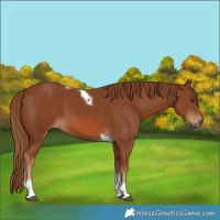 Horse Color:Chestnut Tobiano 