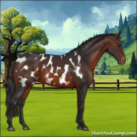 Horse Color:Brown Appaloosa 