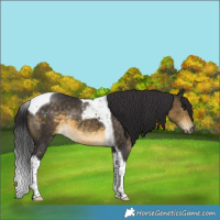 Horse Color:Buckskin Tobiano Rabicano 