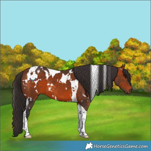 Horse Color:White Spotted Bay Tobiano 
