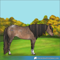 Horse Color:Liver Red Dun Tobiano  and Brown Dun Sabino 