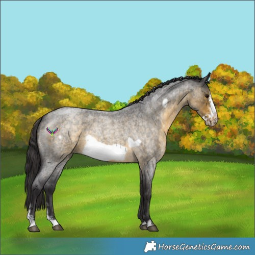 Horse Color:Buckskin Roan Sabino Frame
