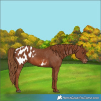 Horse Color:Chestnut Appaloosa 