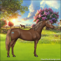 Horse Color:Gray Chestnut 